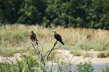 Osprey 飯梨川河口(島根県安来市) Fri, 8/6/2021