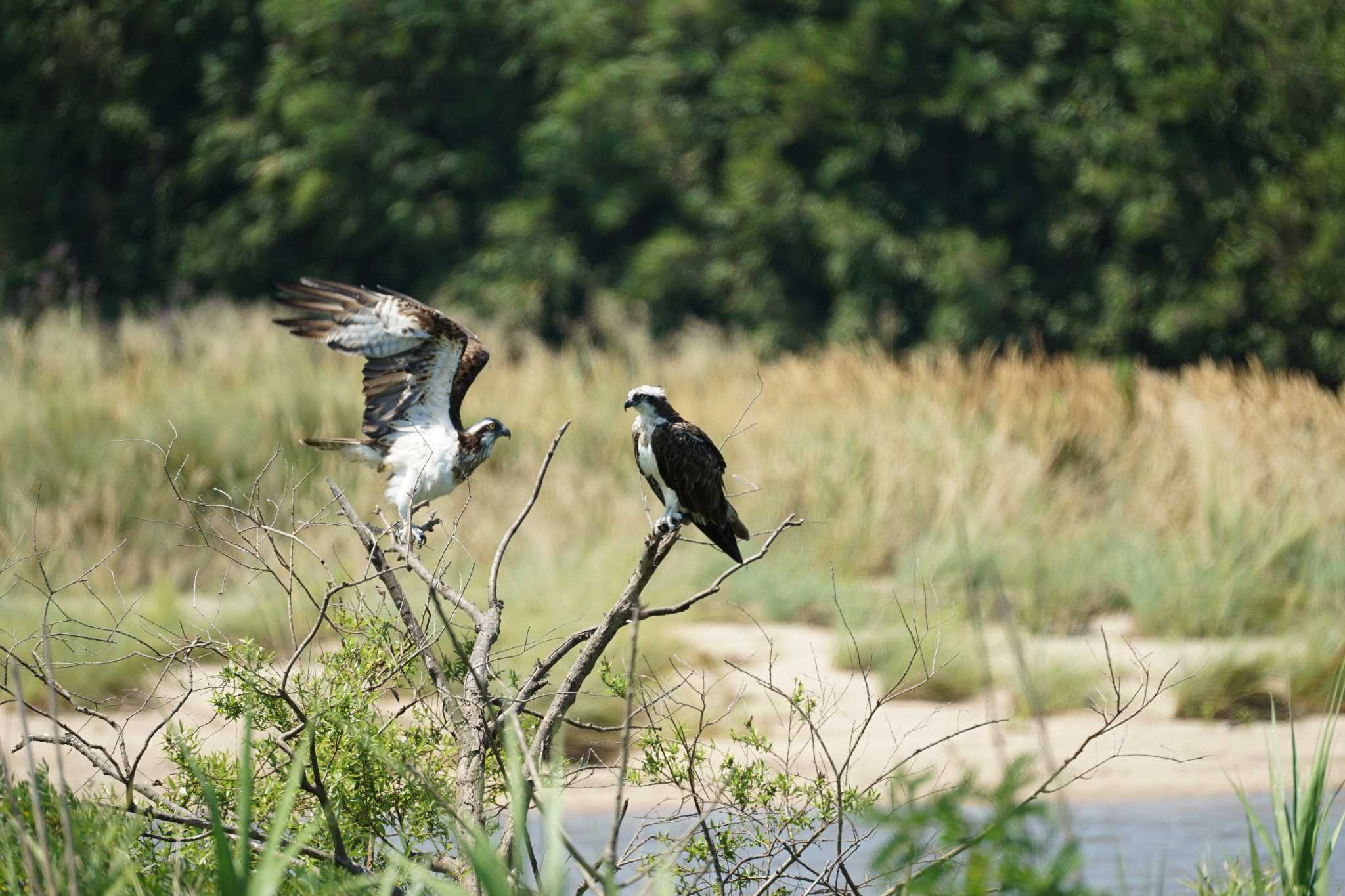 Photo of Osprey at 飯梨川河口(島根県安来市) by ひらも