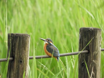 2021年5月28日(金) 埼玉県の野鳥観察記録