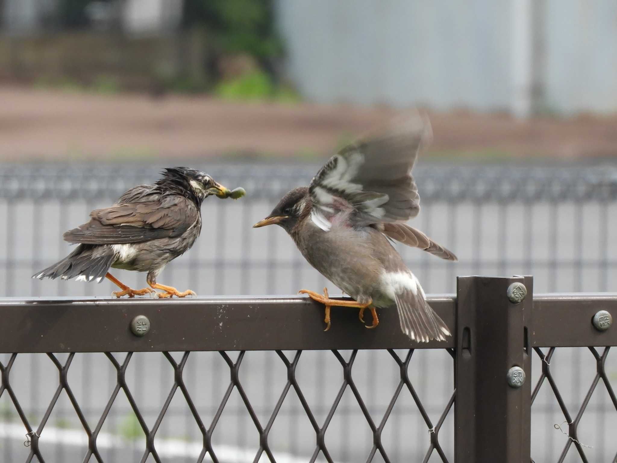 埼玉県 ムクドリの写真 by どばと