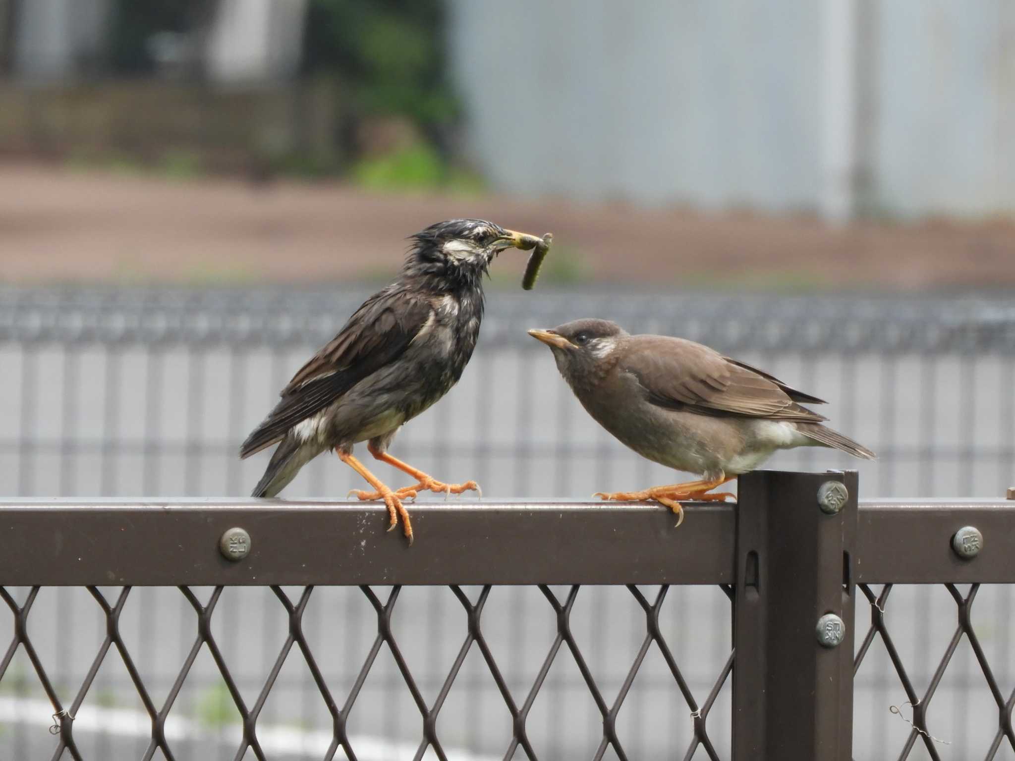 埼玉県 ムクドリの写真 by どばと