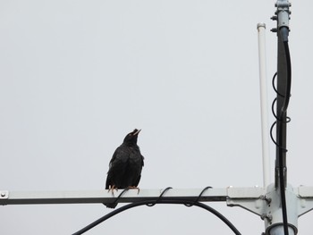 ハッカチョウ 横浜市市街地 2021年8月6日(金)