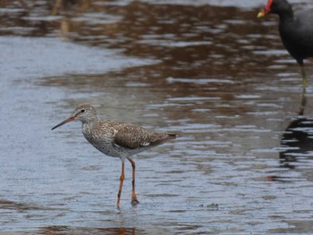 Common Redshank Yoron Island Fri, 8/6/2021