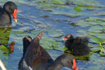 Common Moorhen Unknown Spots Wed, 8/4/2021