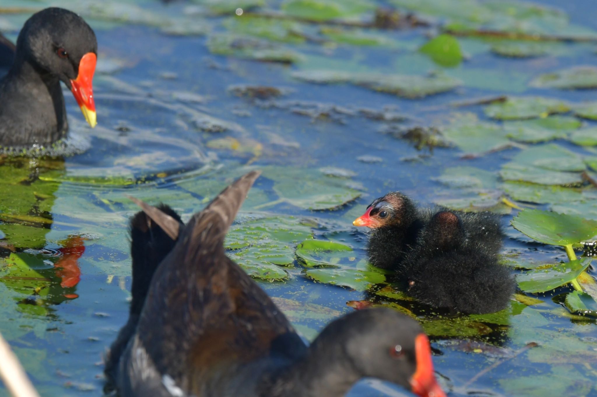 Photo of Common Moorhen at  by ヨウコ