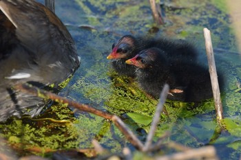 Common Moorhen Unknown Spots Wed, 8/4/2021