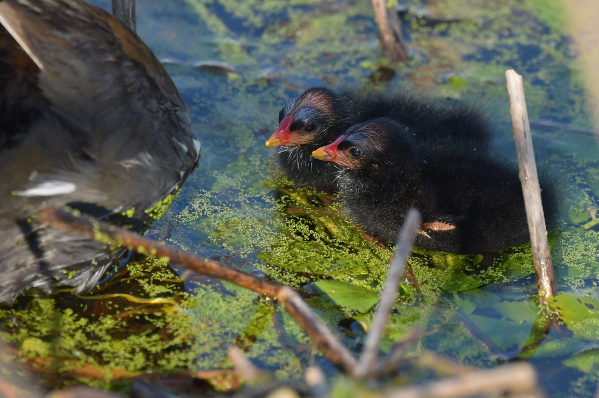 Photo of Common Moorhen at  by ヨウコ