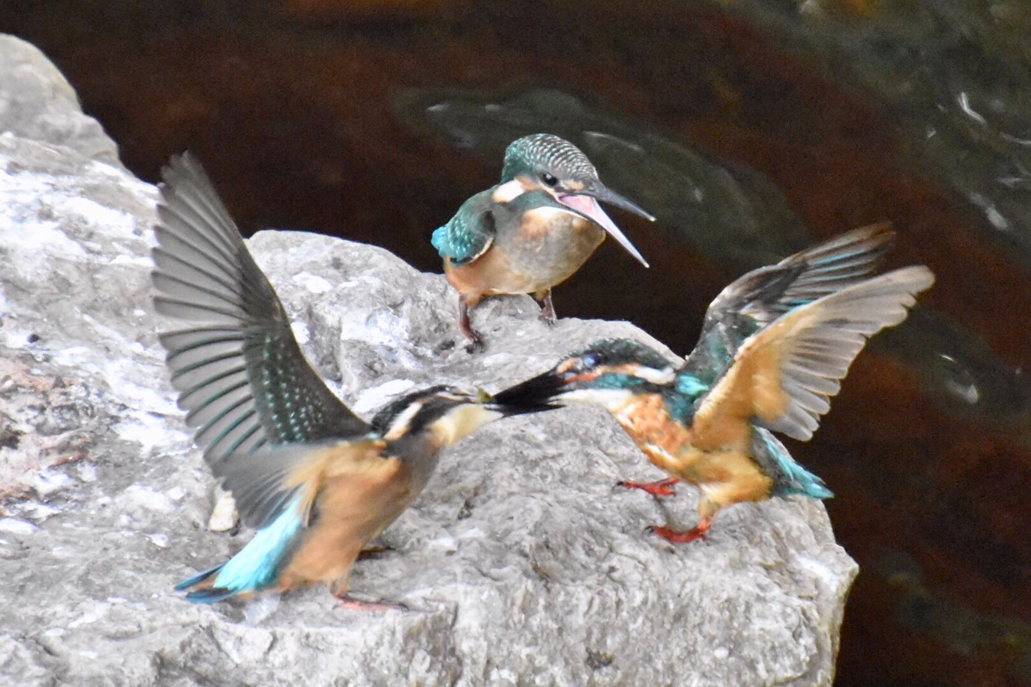 Photo of Common Kingfisher at 東京都多摩地域 by 遼太