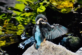 Common Kingfisher 東京都多摩地域 Fri, 8/6/2021