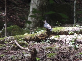 2021年8月6日(金) 檜原都民の森の野鳥観察記録