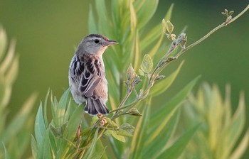 セッカ  秋ヶ瀬公園付近 2021年7月22日(木)