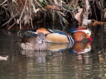 Mandarin Duck 宮城県仙台市・青葉山 Sat, 3/25/2017