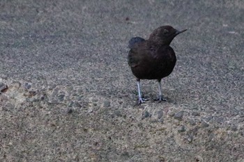 2021年8月6日(金) 福井緑地(札幌市西区)の野鳥観察記録