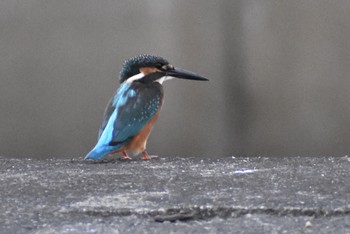 Common Kingfisher 須崎調整池 Fri, 8/6/2021