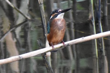 Common Kingfisher 須崎調整池 Fri, 8/6/2021