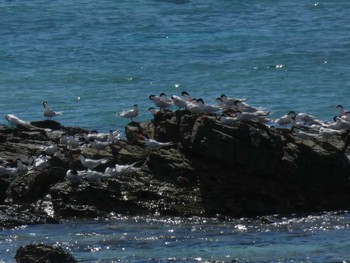 Roseate Tern Yoron Island Fri, 8/6/2021