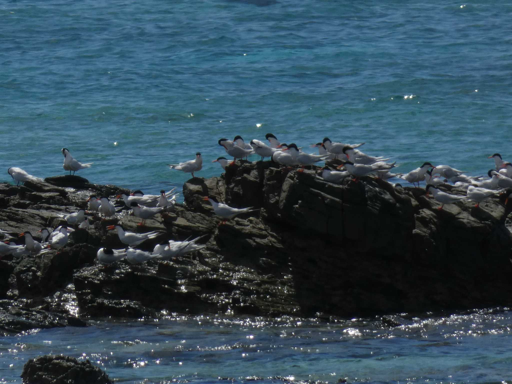 Photo of Roseate Tern at Yoron Island by あおこん