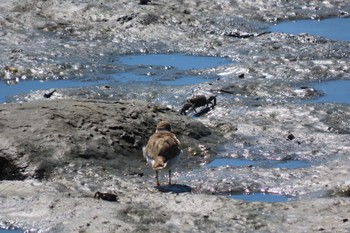 シロチドリ 東京港野鳥公園 2021年8月6日(金)