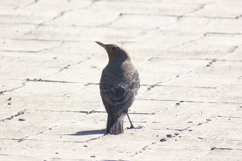 イソヒヨドリ 東京港野鳥公園 2021年8月6日(金)