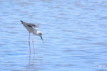 セイタカシギ 東京港野鳥公園 2021年8月6日(金)