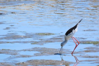 セイタカシギ 東京港野鳥公園 2021年8月6日(金)