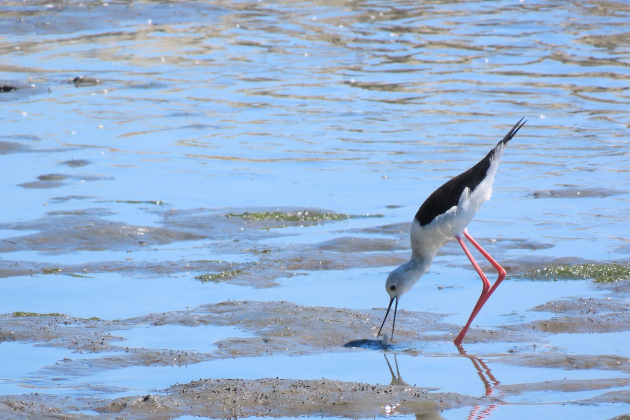 東京港野鳥公園 セイタカシギの写真 by 中学生探鳥家