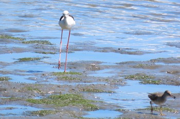 セイタカシギ 東京港野鳥公園 2021年8月6日(金)