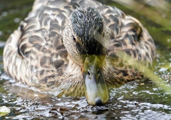 マガモ 上高地 2021年8月5日(木)