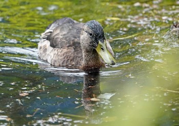 マガモ 上高地 2021年8月5日(木)