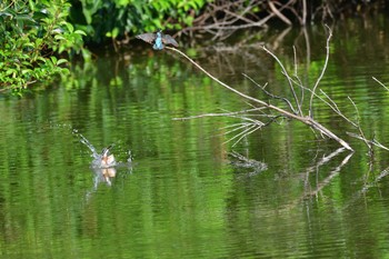 2021年8月6日(金) 長浜公園の野鳥観察記録