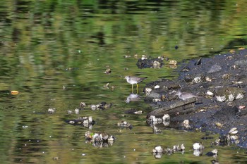 キアシシギ 長浜公園 2021年8月4日(水)