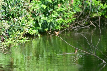 カワセミ 長浜公園 2021年8月6日(金)