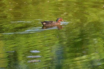 2021年8月7日(土) 長浜公園の野鳥観察記録