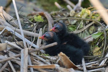 Common Moorhen Unknown Spots Wed, 8/4/2021