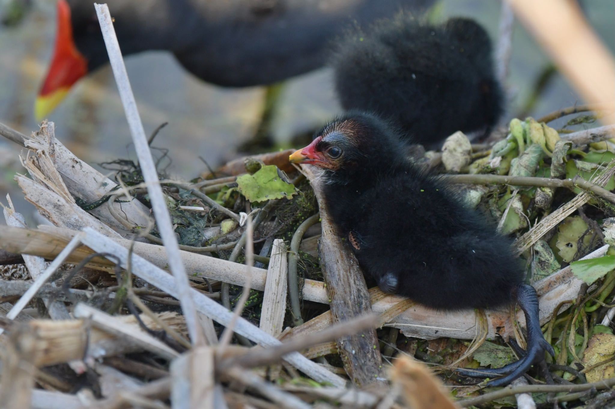 Photo of Common Moorhen at  by ヨウコ