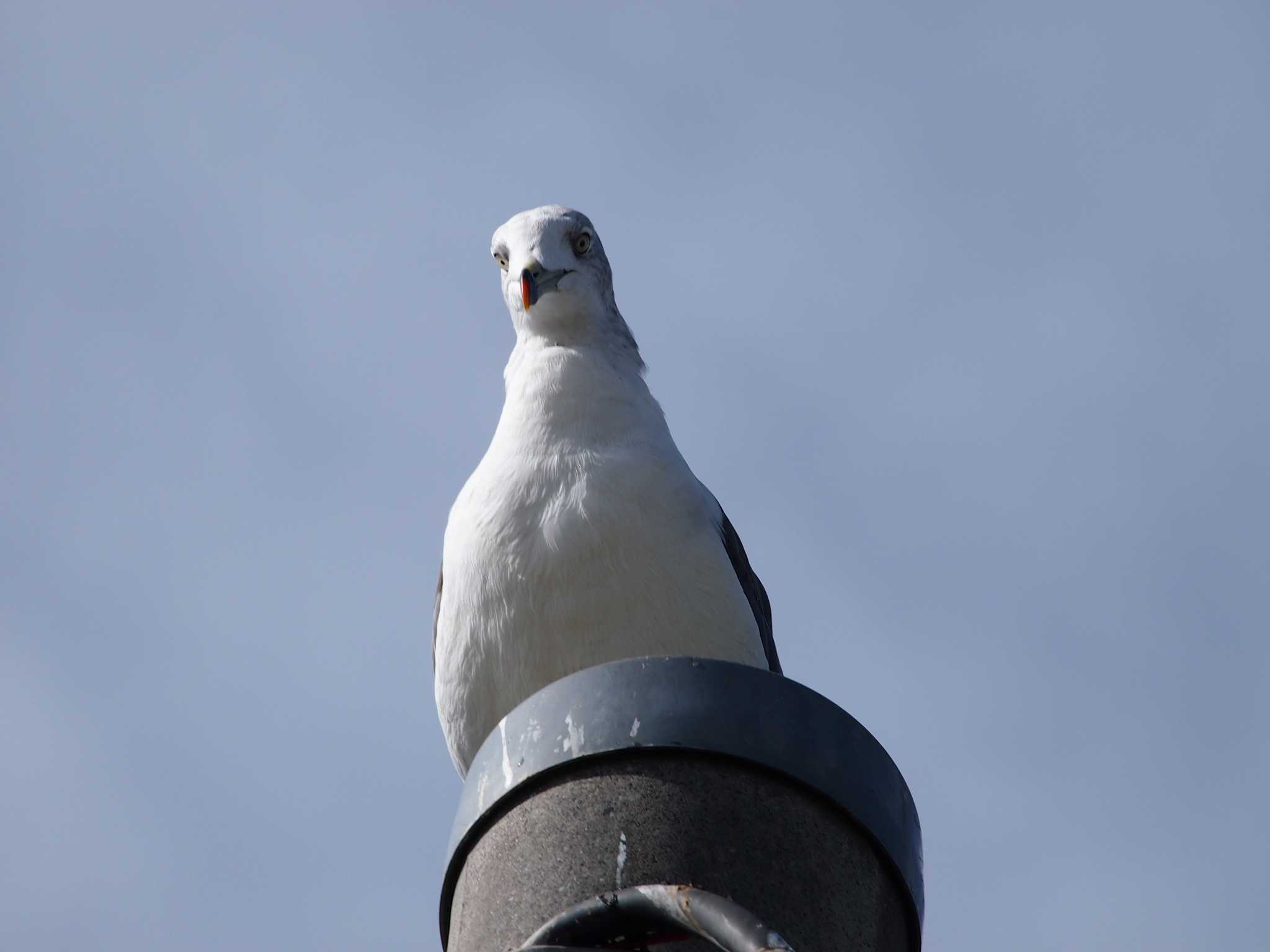 Photo of Black-tailed Gull at Terugasaki Beach by 塩昆布長