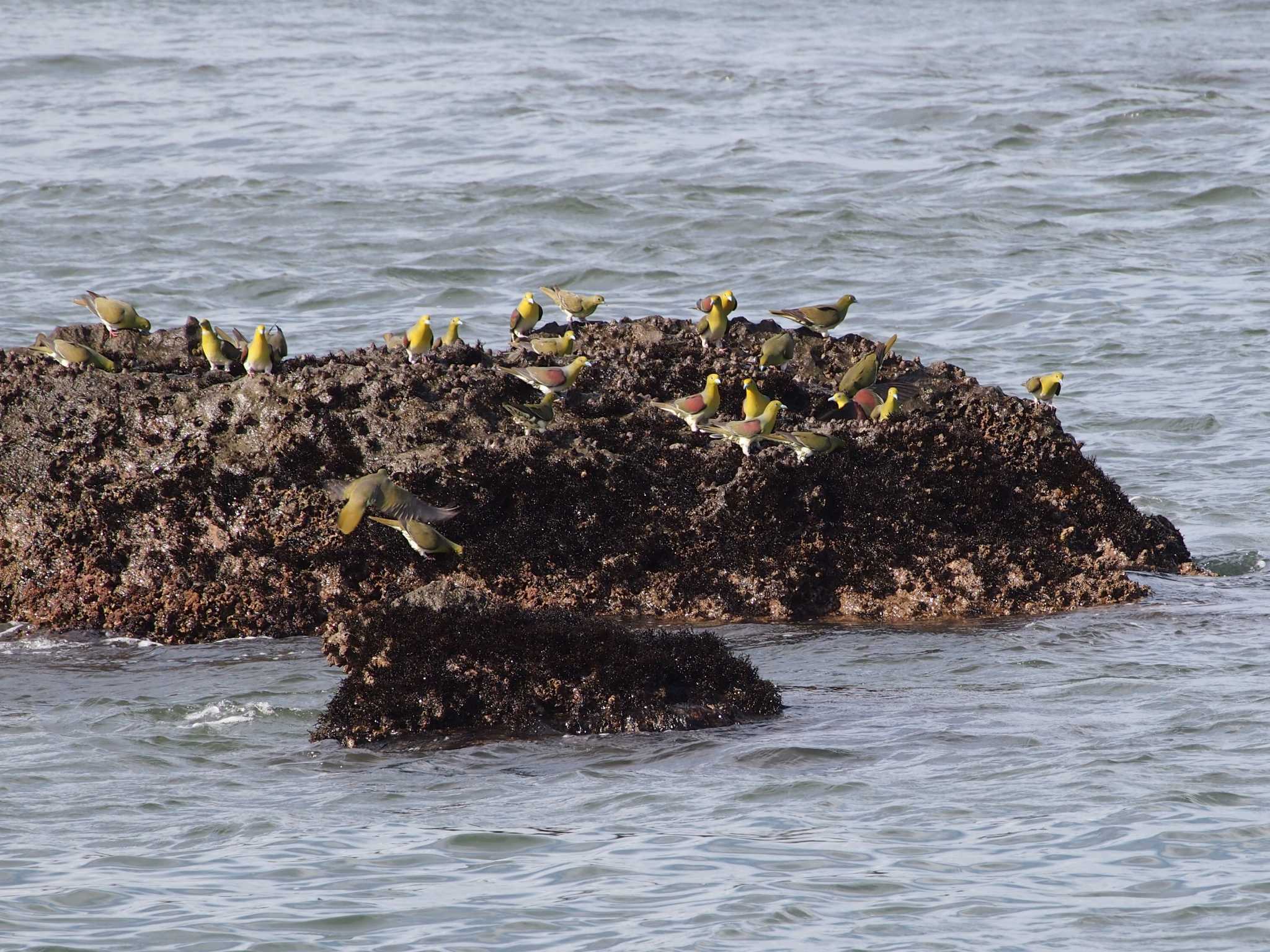 Photo of White-bellied Green Pigeon at Terugasaki Beach by 塩昆布長