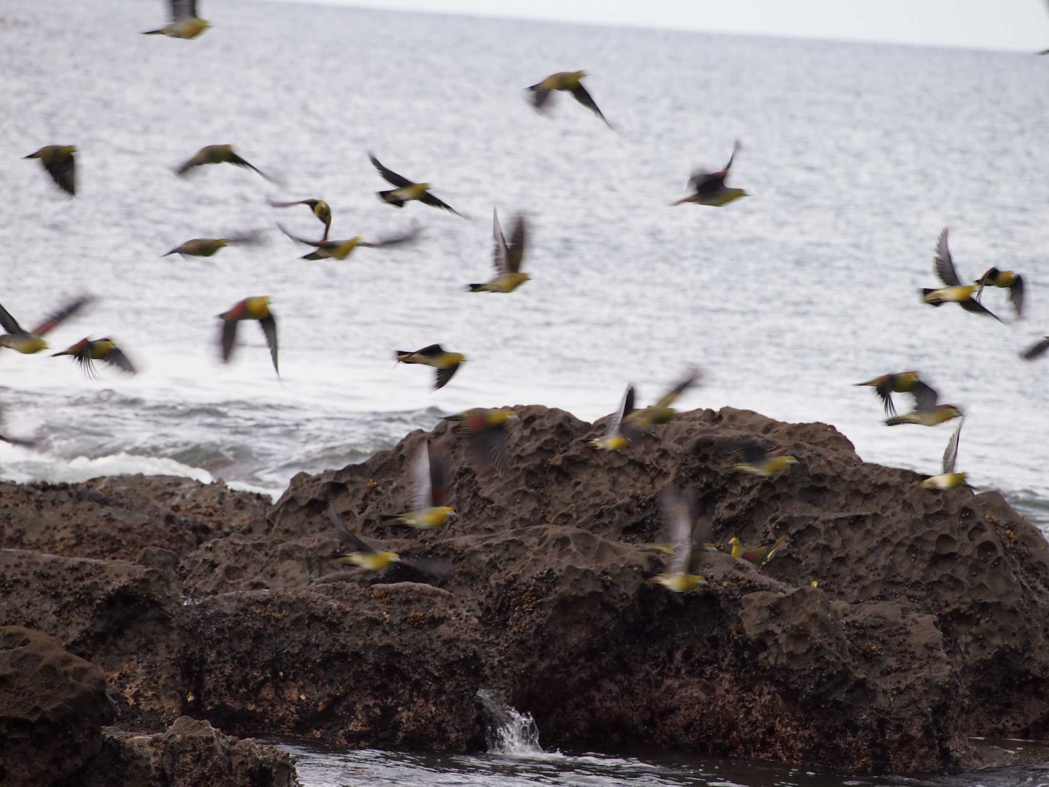 Photo of White-bellied Green Pigeon at Terugasaki Beach by 塩昆布長