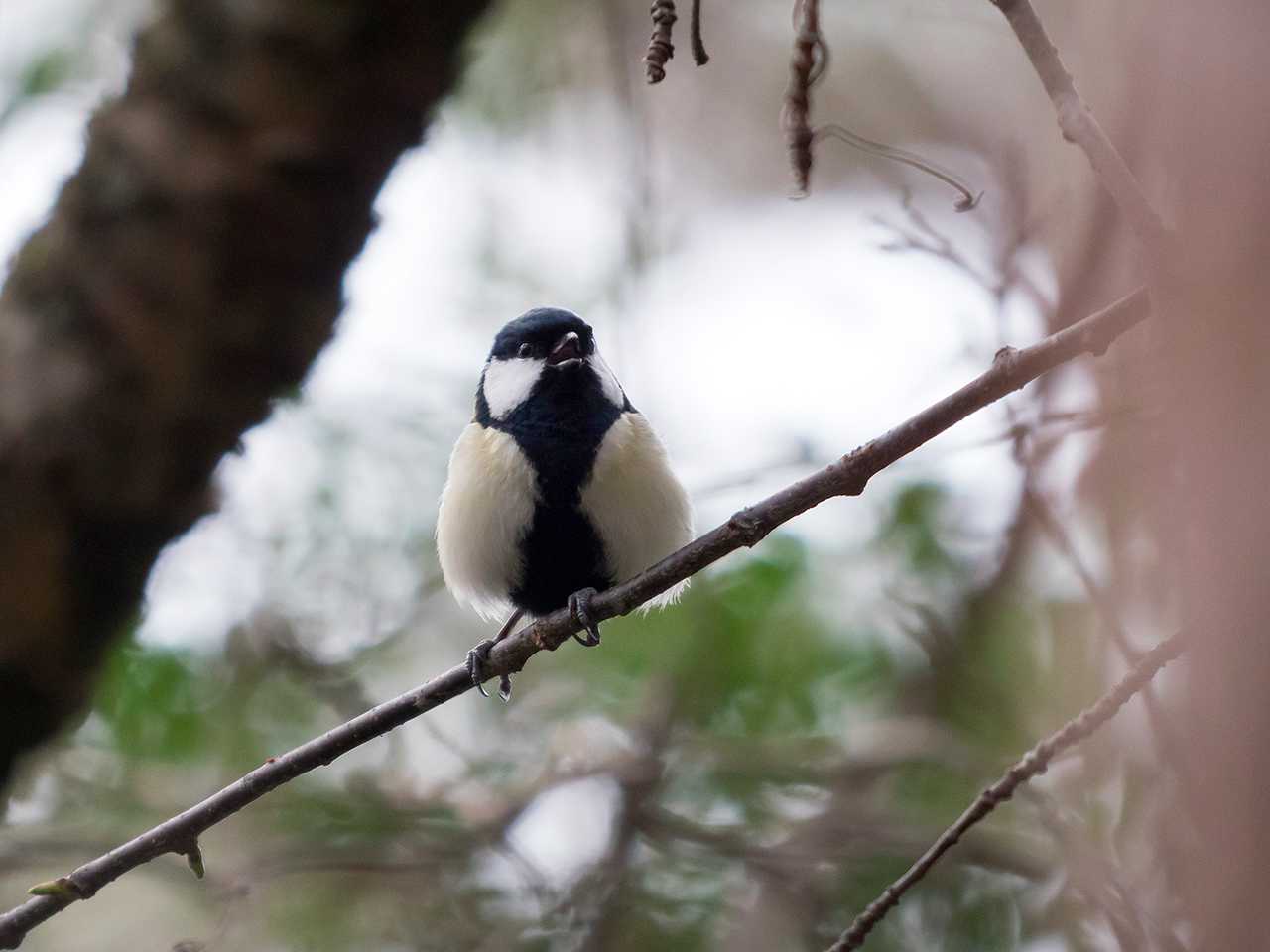 シジュウカラ