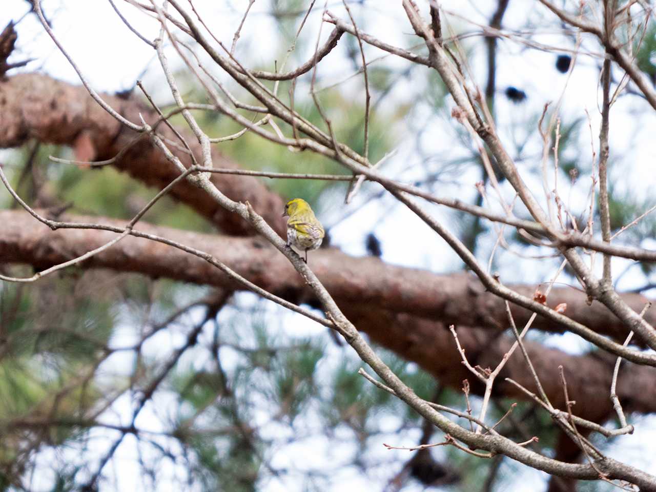 宮城県仙台市・台原森林公園 マヒワの写真 by ごりぺん