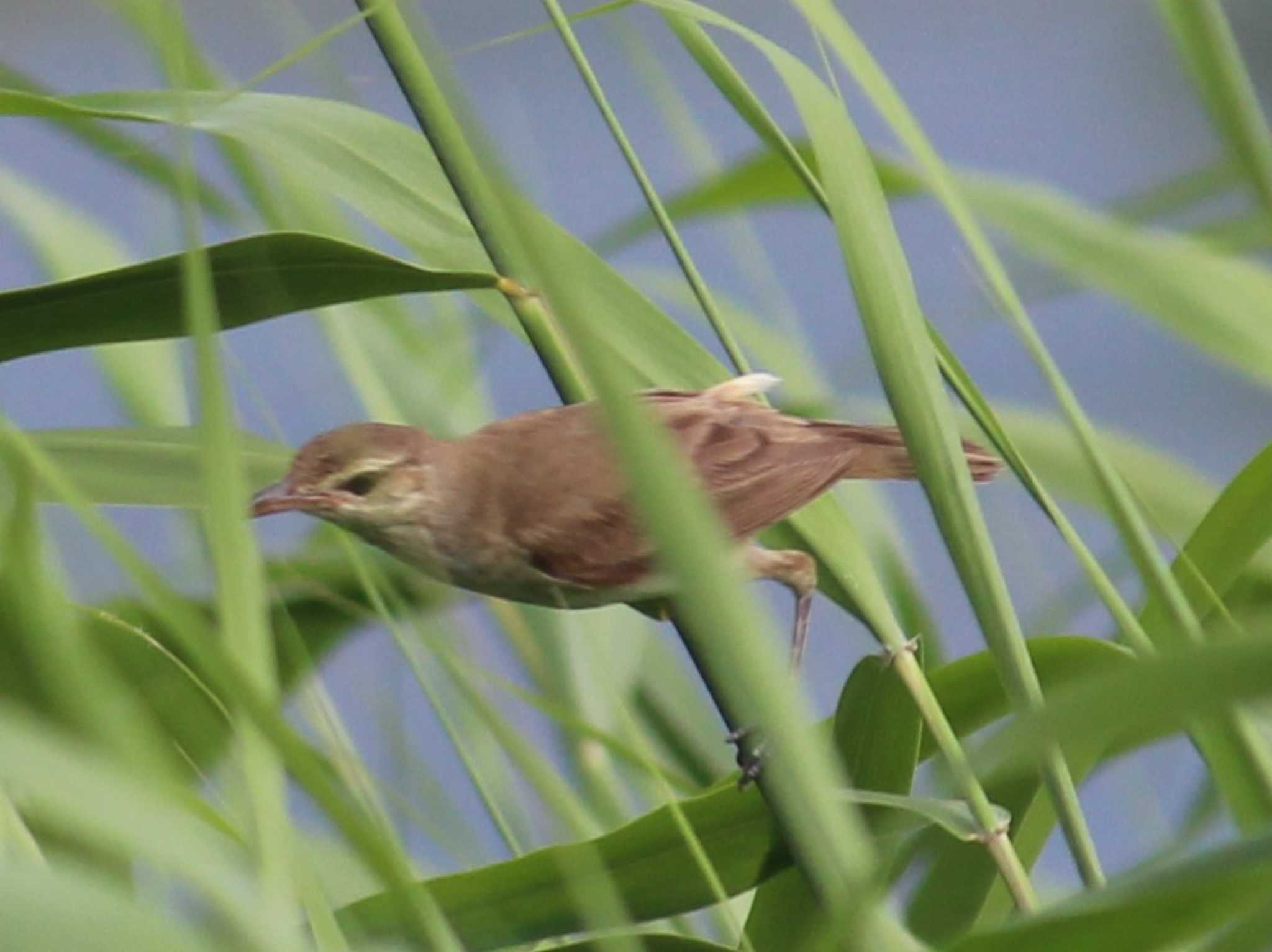 Photo of Oriental Reed Warbler at 猪苗代湖 by MATIKEN