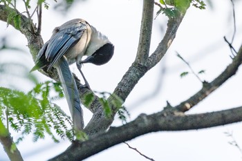 オナガ 檜町公園(東京ミッドタウン) 2021年8月6日(金)