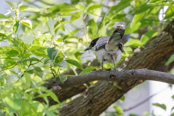 オナガ 檜町公園(東京ミッドタウン) 2021年8月6日(金)