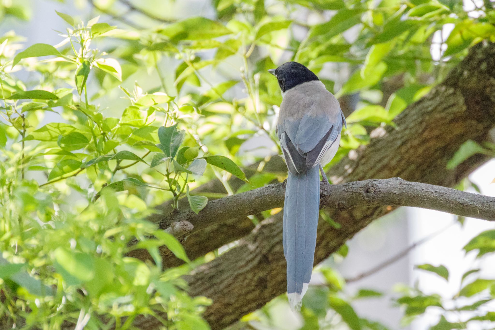 檜町公園(東京ミッドタウン) オナガの写真 by Marco Birds