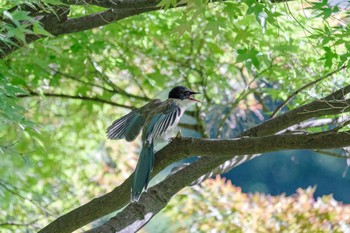 オナガ 檜町公園(東京ミッドタウン) 2021年8月6日(金)