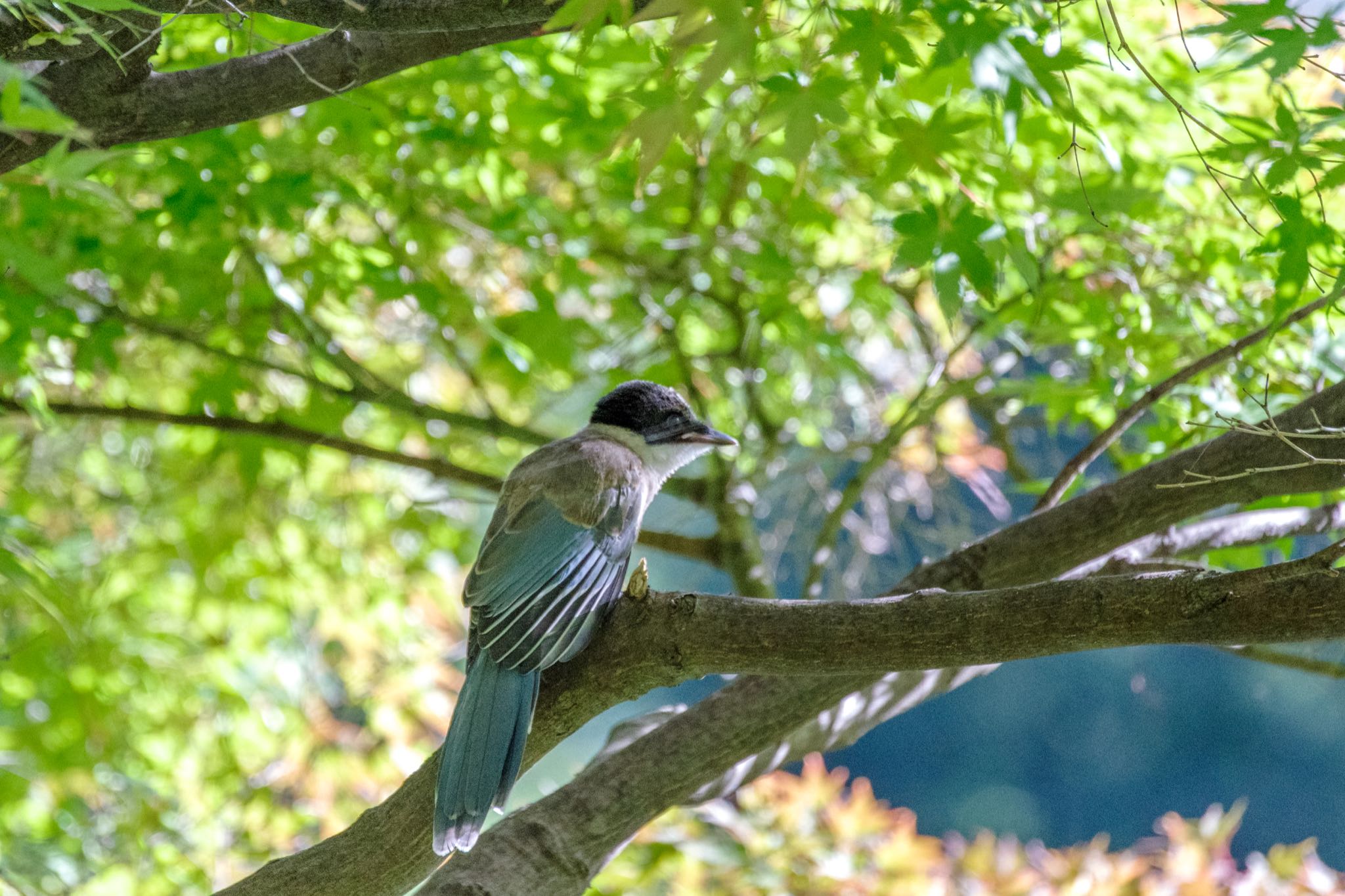 檜町公園(東京ミッドタウン) オナガの写真 by Marco Birds