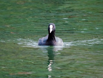 オオバン 宮城県仙台市・台原森林公園 2017年3月26日(日)