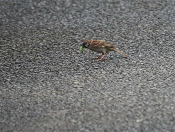 Eurasian Tree Sparrow 相模原市南区 Sat, 8/7/2021