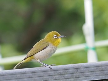 Warbling White-eye 相模原市南区 Tue, 7/20/2021