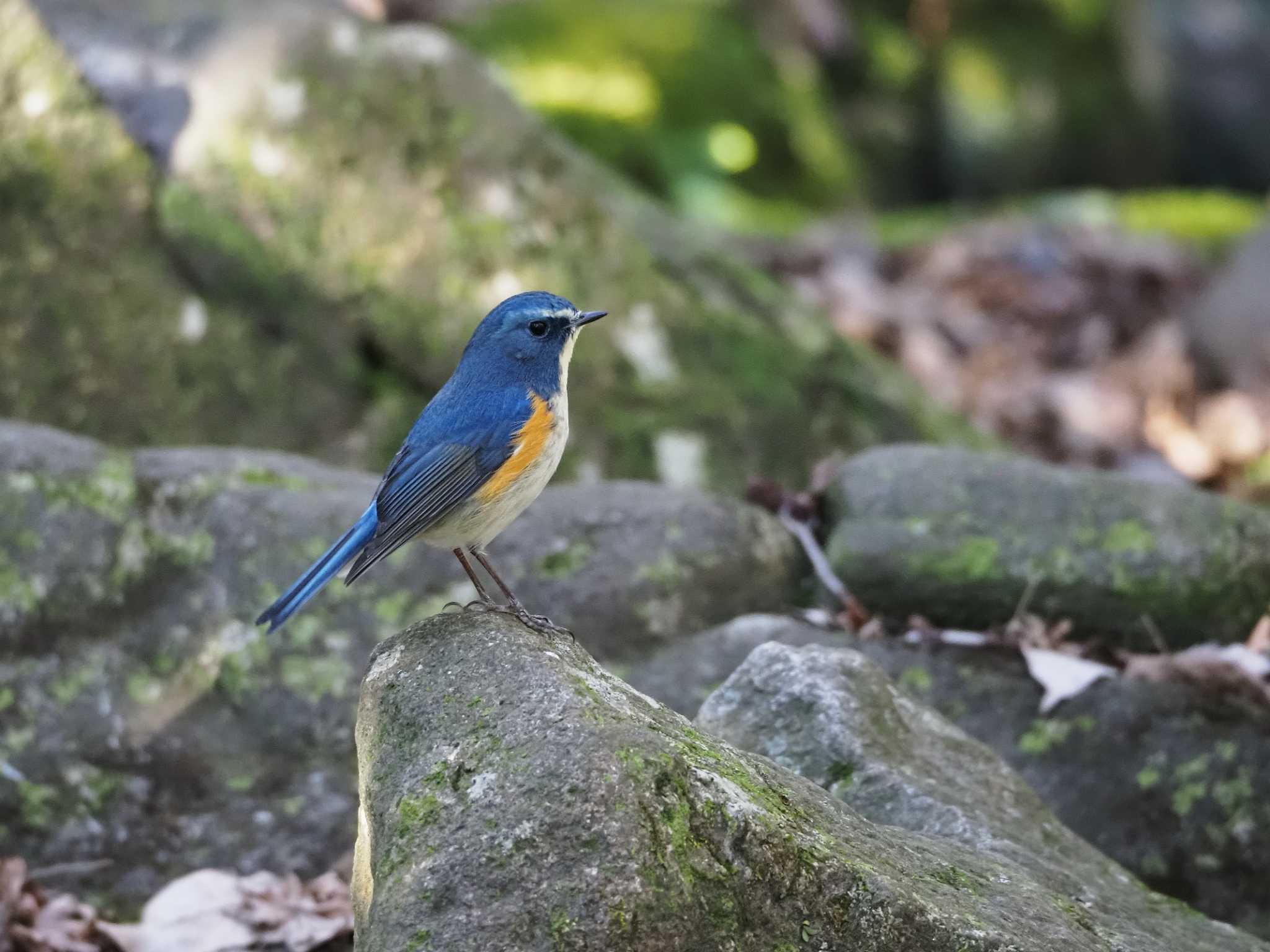 神奈川県大和市 ルリビタキの写真 by 野鳥大好じいさん